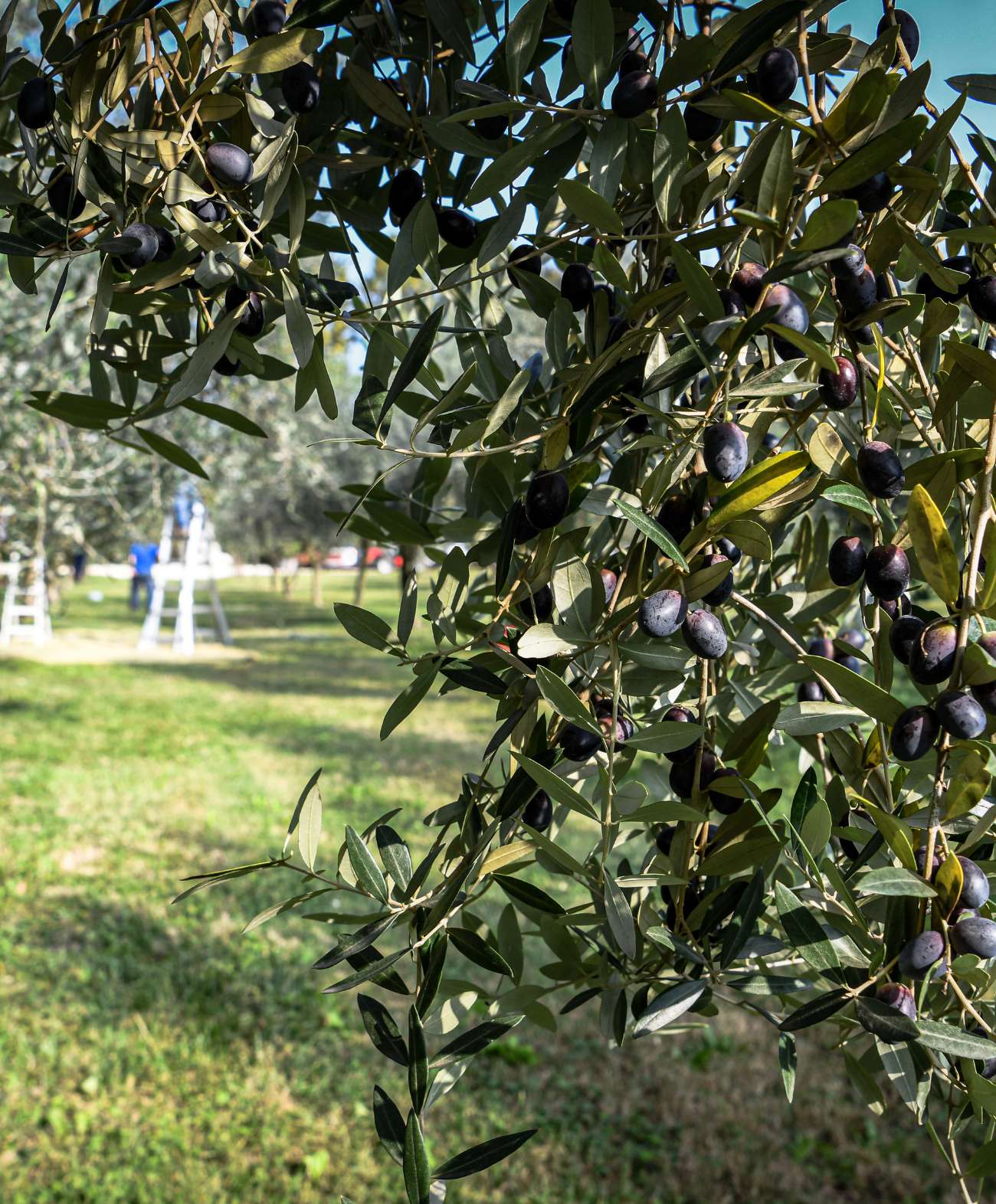 Olio Olivallio - immagine 2