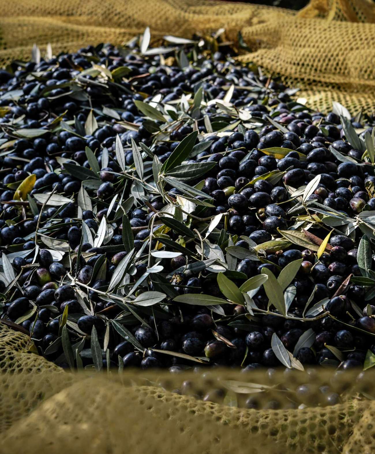 Olio Olivallio - immagine 3