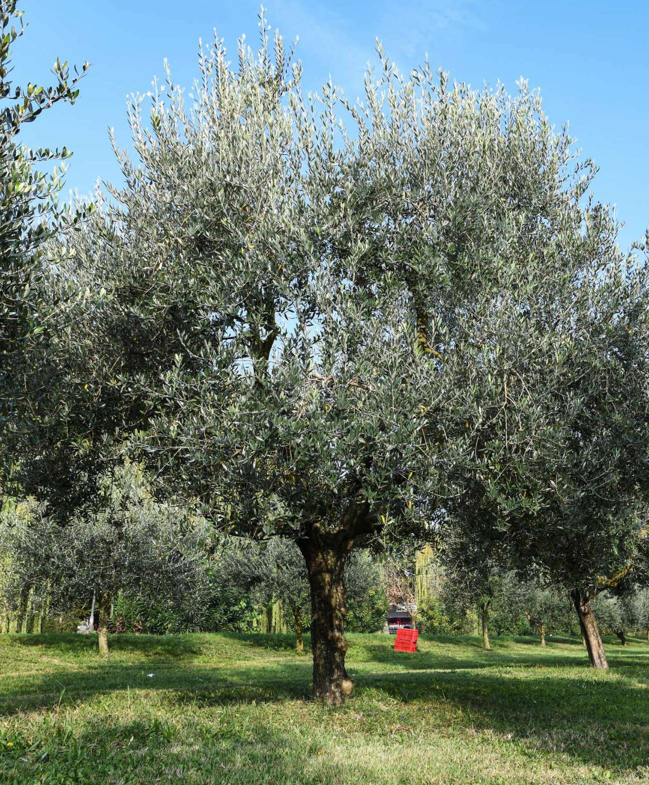 Olio Olivallio - immagine 4