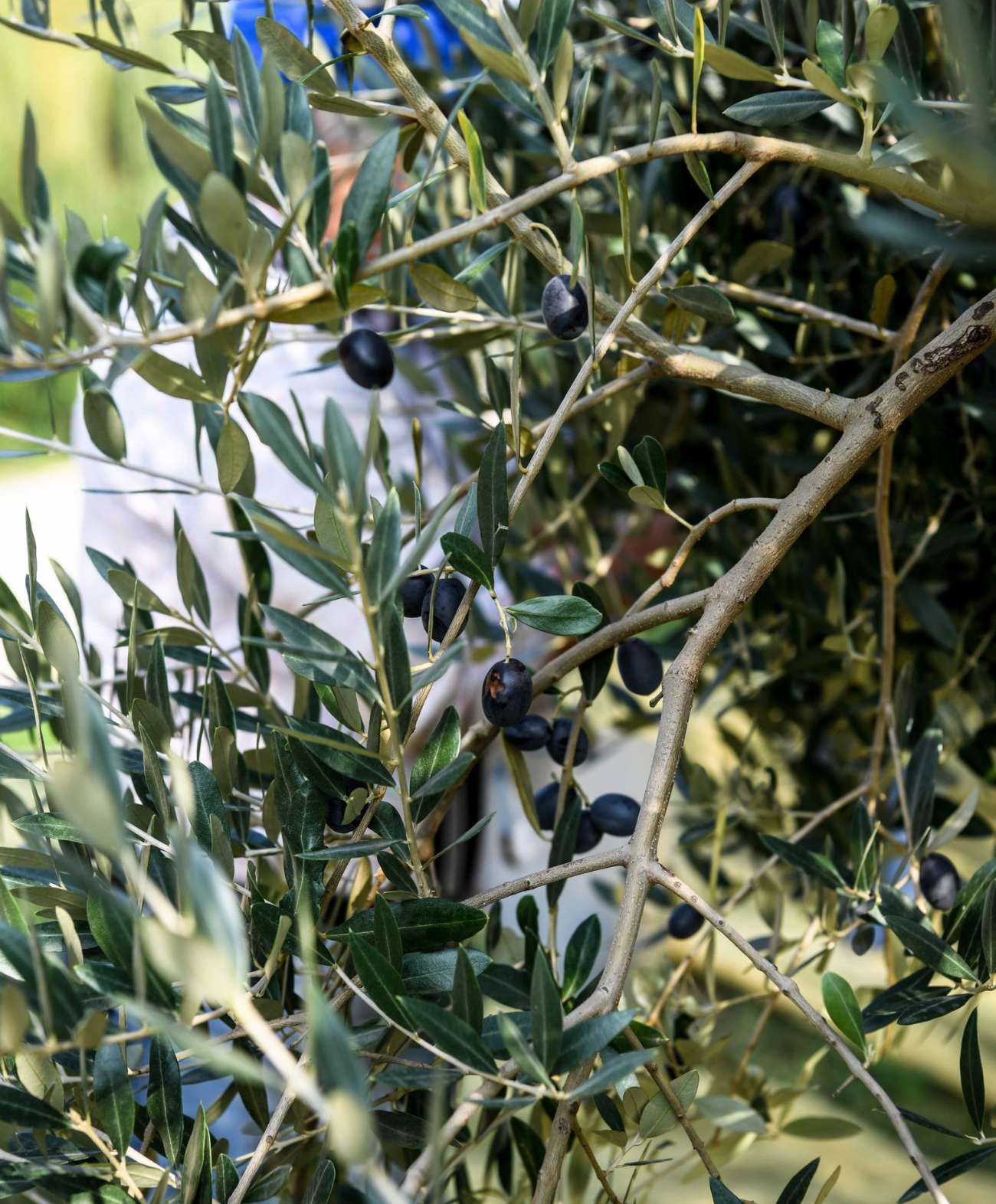 Olio Olivallio - immagine 5