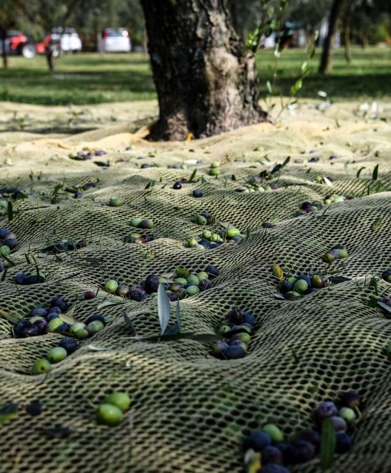 Olio Olivallio - immagine 6