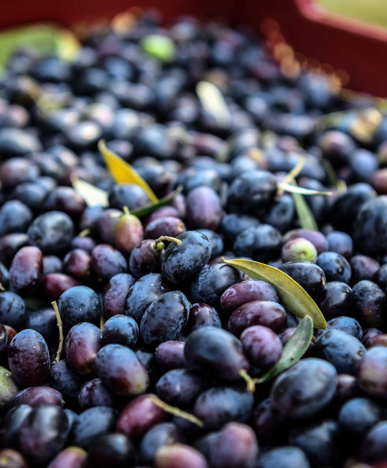 Olio Olivallio - immagine 7