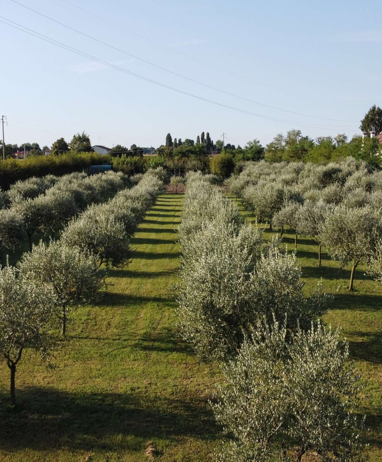 Olio Olivallio - immagine 8